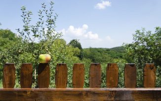 Plantations entre voisins : quelles sont les distances à respecter ? haie voisin
