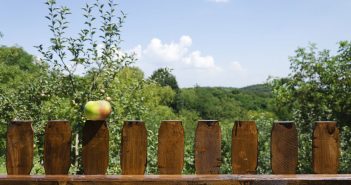 Plantations entre voisins : quelles sont les distances à respecter ? haie voisin
